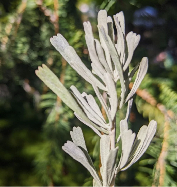 Sagebrush leaves