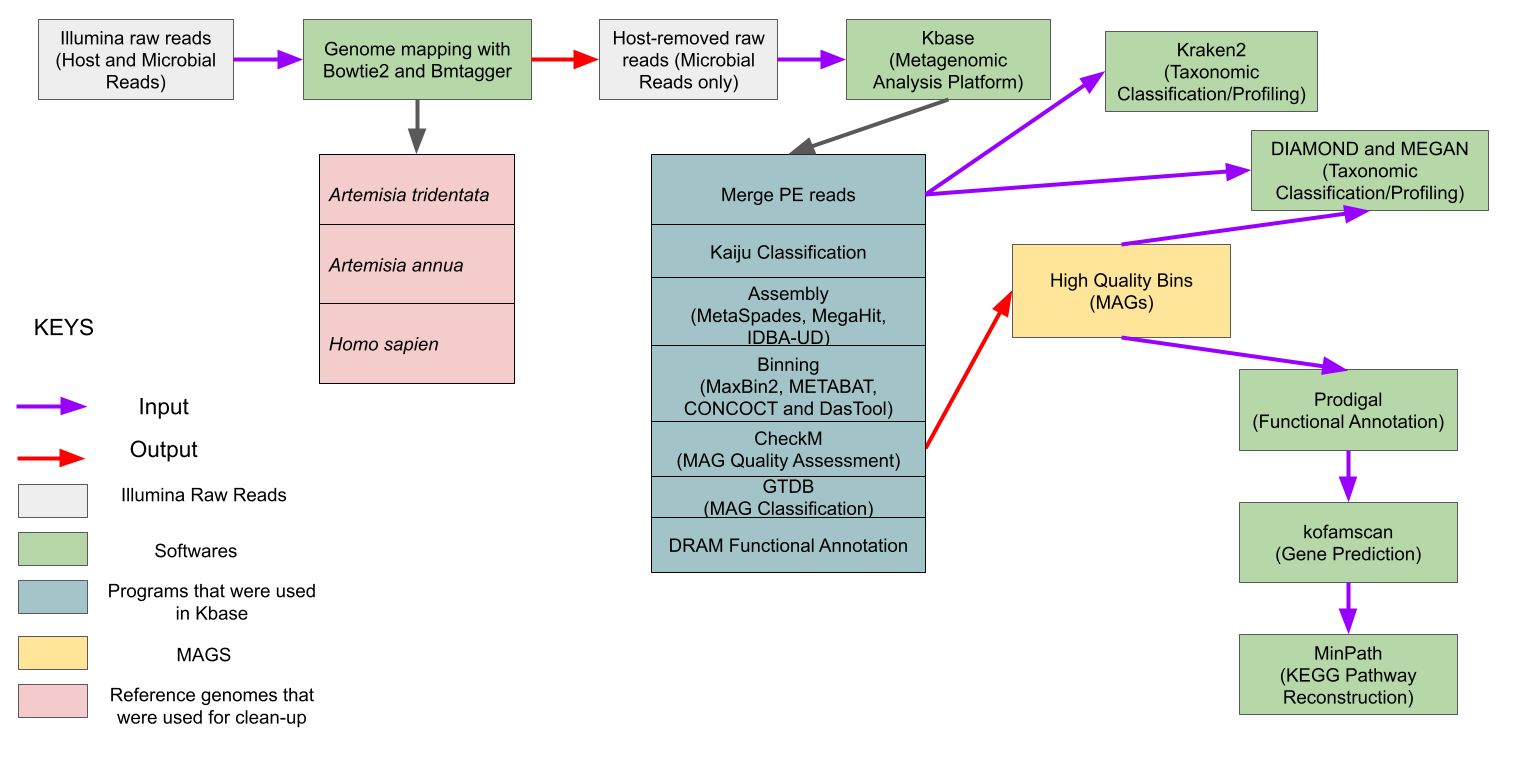 Overview of the bioinformatic workflow for the recovery of metagenome-assembled genomes from host-derived sequences of big sagebrush Artemisia tridentata subp. tridentata